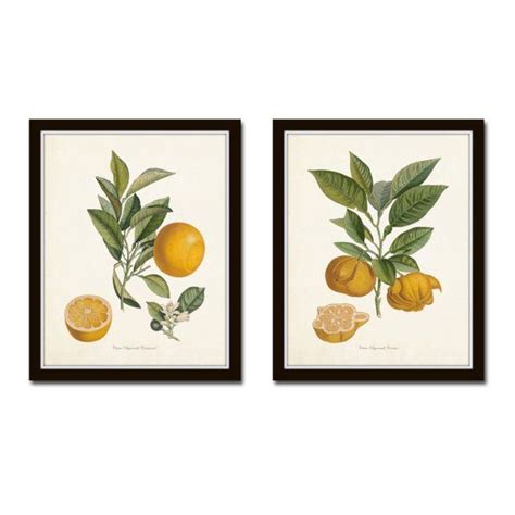 Vintage Citrus Print Set No 5 Giclee Antique Botanical Citrus