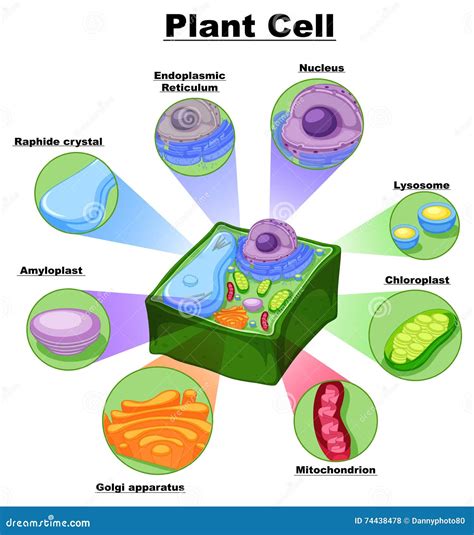 Plant Cell Anatomy Enchanted Learning The Animal Cell Printout