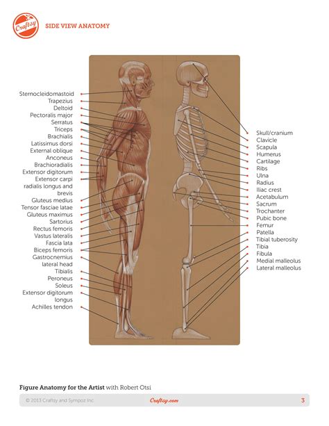 Roberto Osti Book Basic Human Anatomy Page 3
