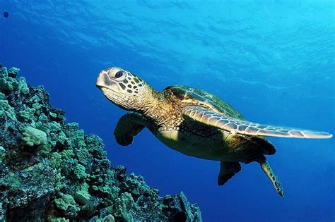 Ocean Turtle Hd Wallpaper Hd Wallpapers