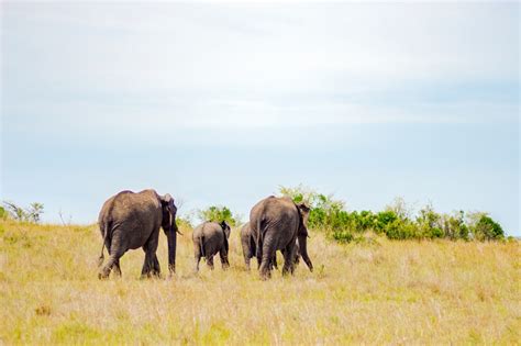 Four Tusked ‘elephant On Display At Bandung Museum In Fossils