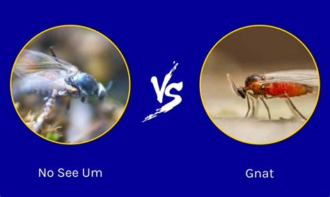 No See Ums Vs Gnats Key Differences Explained A Z Animals