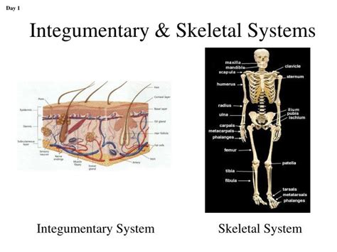 Ppt Lecture 1 Part 2 Introduction To Anatomical Directions And