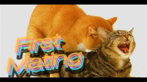 cats mating successfully youtube