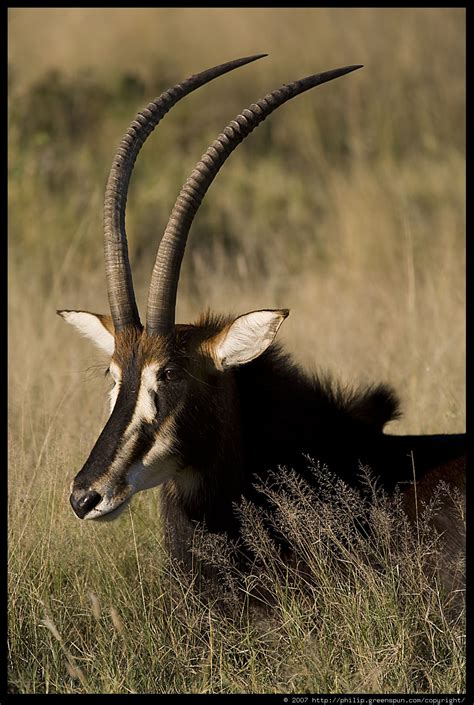 Welcome To Fun2shh World: Latest Antelope Animal Wallpapers Download ...