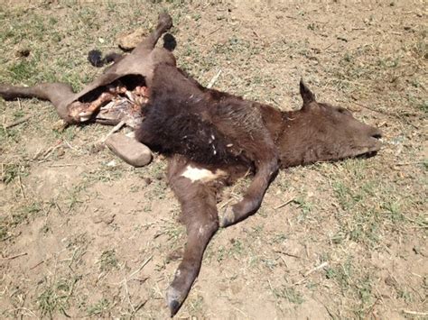 Colorado Rancher Gets Hit Again Another Mutilation In