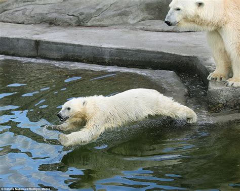 Moscow Zoos Polar Bears Learn How To Do It With A Little Help From The