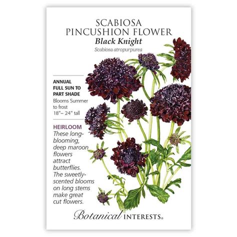 Scabiosa Black Knight Scabiosa Pincushion Flower Seeds Heirloom