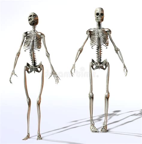 The number of bones each region has are. Female And Male Skeletons stock illustration. Image of concept - 4994048