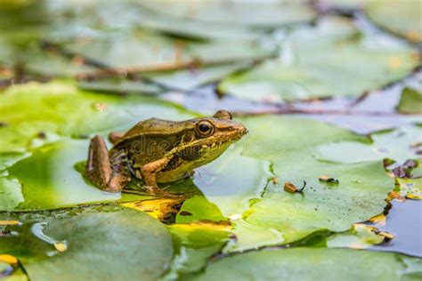 Frog On The Lily Leaf Stock Photo Image Of White Beauty 185448120