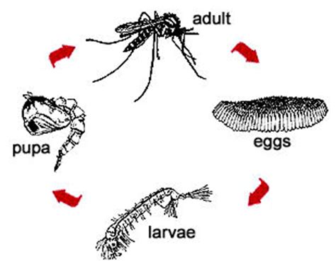 Unlike arachnids, insects have three body parts—head, thorax, and abdomen—three pairs of legs, and compound eyes. Mosquitoes - Got Bugs
