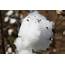 No More Cotton Boll Weevils In Virginia According To Survey