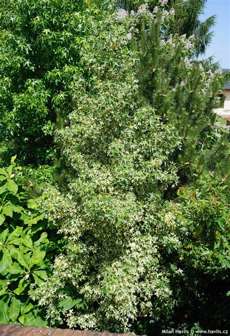 Maybe you would like to learn more about one of these? Liquidambar styraciflua ('Albomarginata') 'MANON' - Havlis.cz