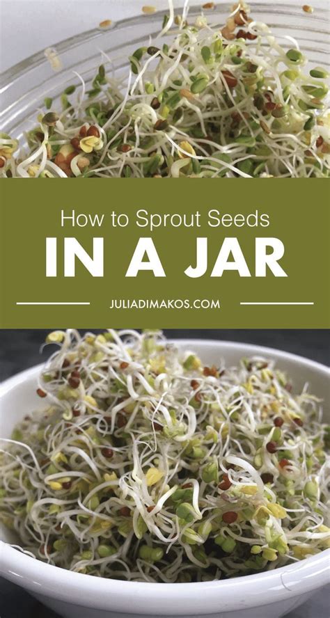 How To Grow Broccoli Sprouts In A Jar Unugtp