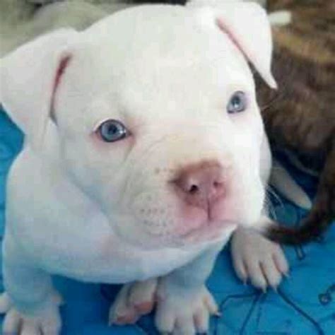 Blue Eyed Pitbull White Pitbull Puppies Puppies With Blue Eyes
