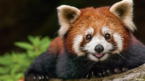 10 Rare And Endangered Animals Found In Nepal