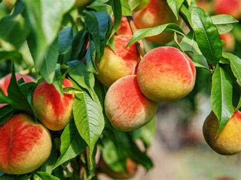 Peach Tree Fertilizer How To Fertilize Peach Trees
