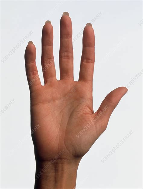 Hand Of A Woman Seen Palm Up With Fingers Straight Stock Image P701