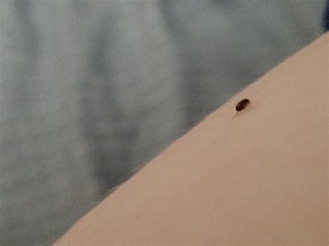 N Carolina What Are These Tiny Black Jumping Bugs Often Seen On