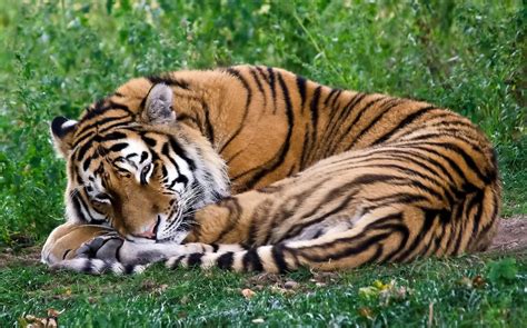 Free Photo Sleeping Tiger Africa Resting Wild Free Download Jooinn