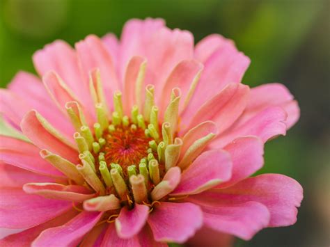 Colorful Flower Macro Shot Free Stock Photo Public Domain Pictures