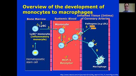 Lesson 22 Overview Of The Development Of Monocytes To Macrophages