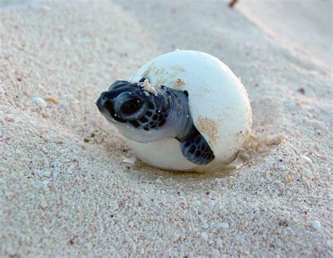 Sea Turtle Nesting Season 2017 In Cancun And The Riviera Maya Bekare