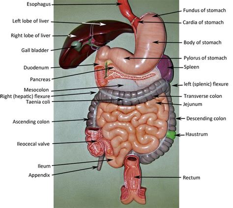 Digestive System Anatomy Digestive System Model Basic Anatomy And