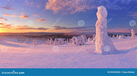 Sunset Over Frozen Trees On A Mountain In Finnish Lapland Stock Photo