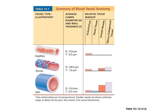Изображение blood vessel size chart. PPT - Blood Vessels PowerPoint Presentation, free download ...