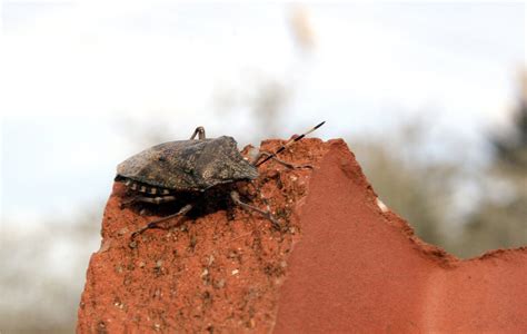 Check spelling or type a new query. Prédateur Punaise De Lit Charmant Free Punaise Stock Photo ...