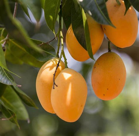 5 Best Tropical Fruits To Grow In Your Backyard Plant