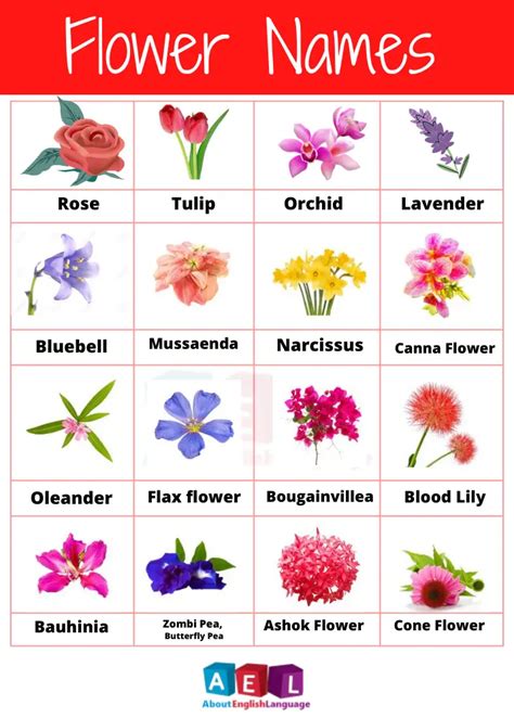 flower names useful types and list with pictures learn english online free