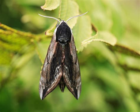 A List Of Various Types Of Moths With Stunning Pictures Animal Sake
