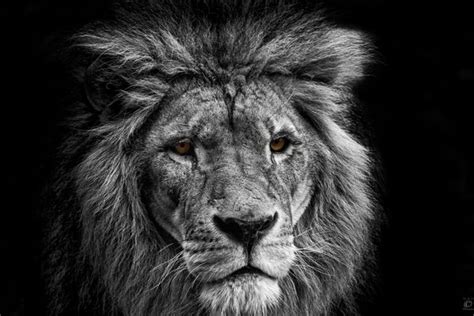 ✓ free for commercial use ✓ high quality images. Lion Pictures