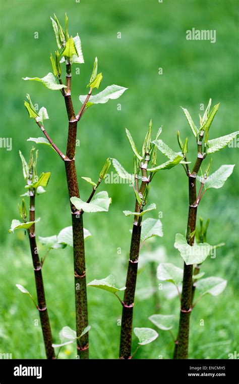 Japanese Knotweed Herbaceous Stems With New Leaves Fallopia Japonica