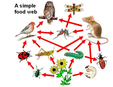 This will lead to a severely disrupted ecosystem and a nonfunctional consumer web. The energy paths through the living organisms in the food ...