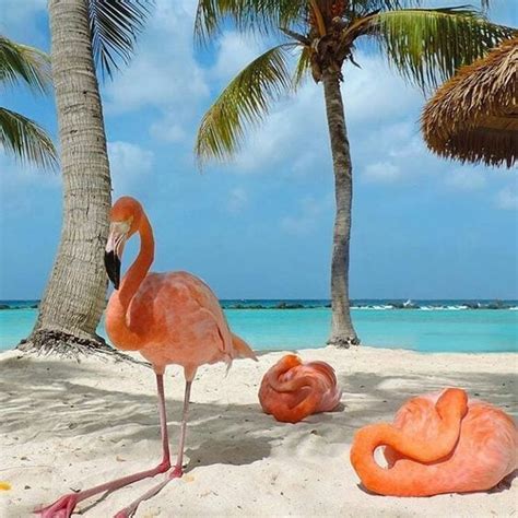 Theres A Private Beach In Aruba Where You Can Literally Hang Out With Flamingos Flamingo