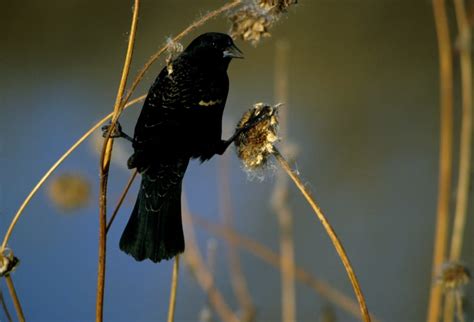 Wildlife Red Winged Blackbird Bird Animal Themes One Animal Free
