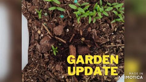 Garden Update Youtube