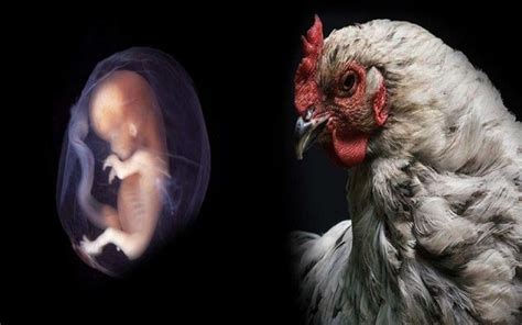 Científicos Logran Cruzar Células Humanas Con Embriones De Pollo