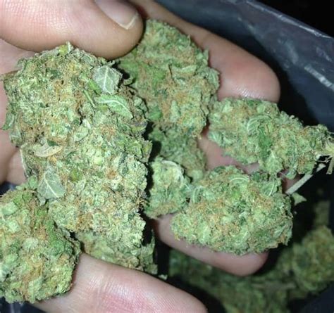 Jack Herer Tips For Growing Cannabis Buy Weed Online Gas Dank