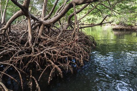 Mangrove Trees Growing In Water Natural Photo Stock Image Image Of