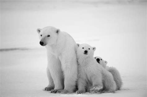 Polar Bear Pictures That Will Melt Your Heart Readers Digest Photo