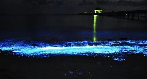 Bioluminescent Phytoplankton Beach In Vaadhoo Island Raa Atoll