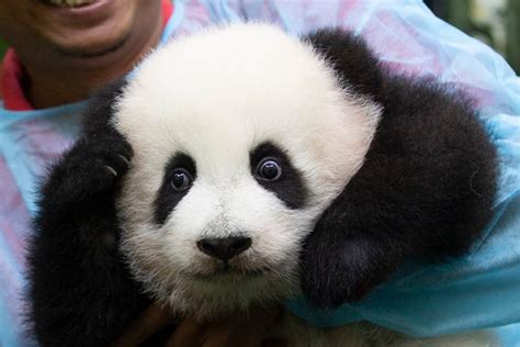 Baby Panda Born In Malaysia Zoo Makes Public Debut The Seattle Times