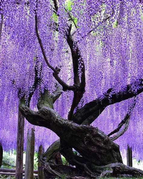 Kawachi Wisteria Garden Japan Spring Flower Purple Superb Views