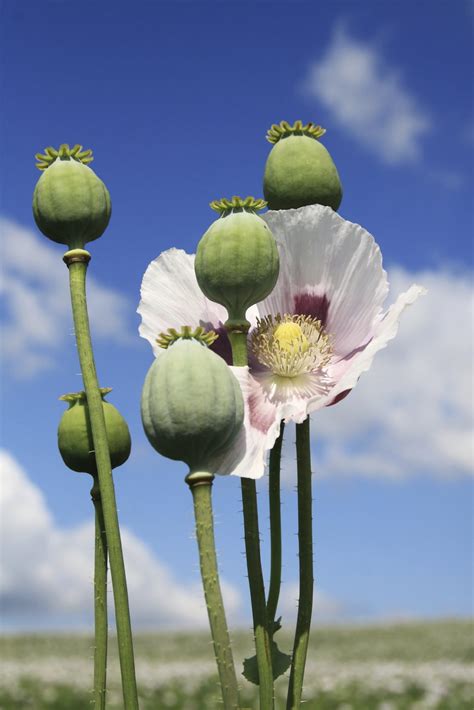 Opium Poppy Information Learn About Opium Poppy Flowers
