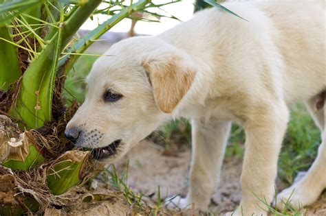By two to four weeks of age, puppies do well with feedings every six to eight hours. 6 Unlikely Objects That Can Harm Your Pet | Healthy Paws
