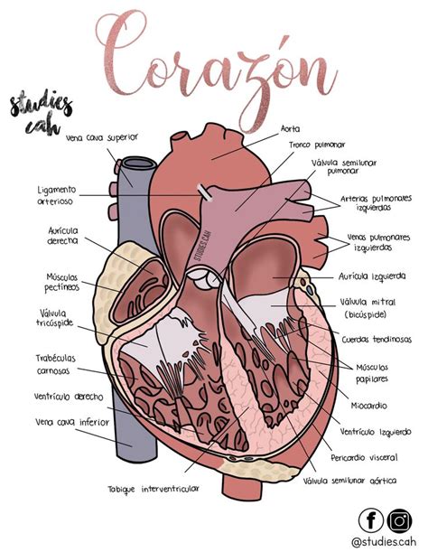 The Anatomy Of The Heart And Its Major Vessels Labeled In Pink